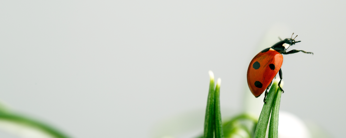 Regulatory Affairs Manager 80-100%  (m/f/d), 1. Bild